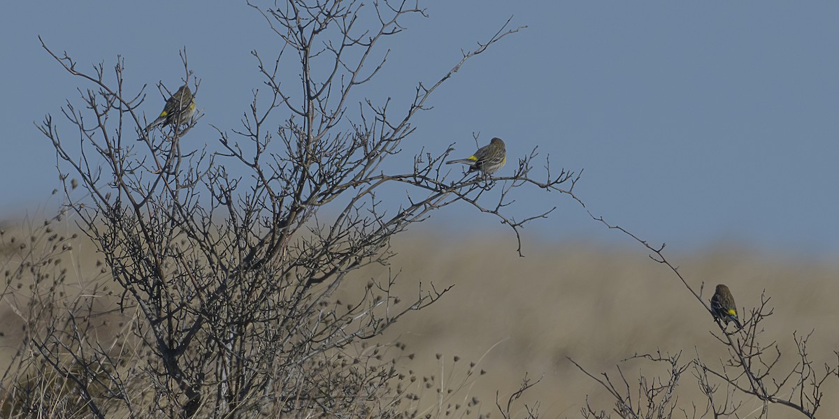 Yellow-rumped Warbler - ML646647912