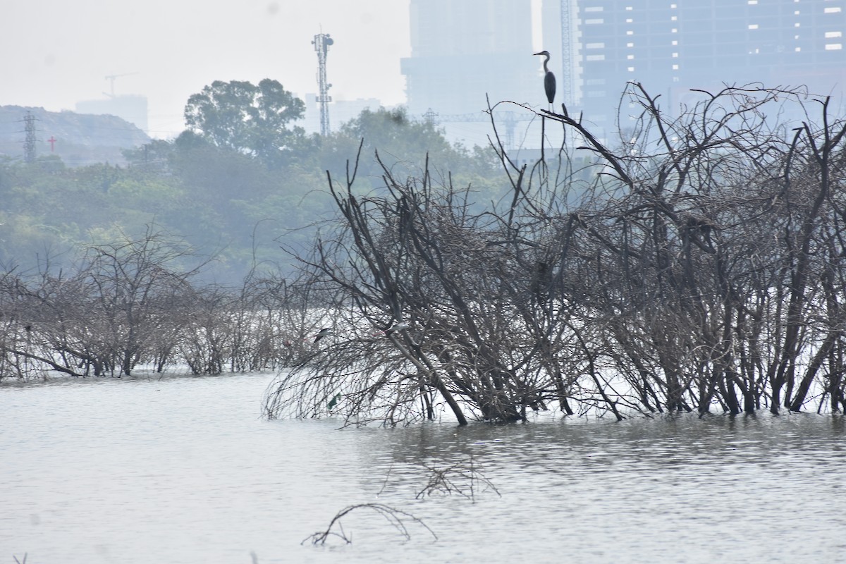 Héron cendré - ML646647914