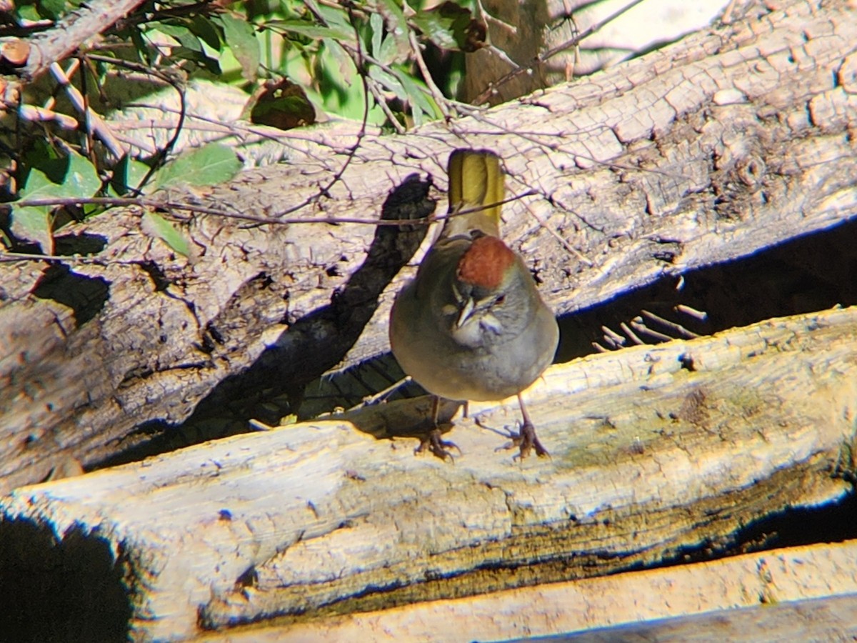 Green-tailed Towhee - ML646647916