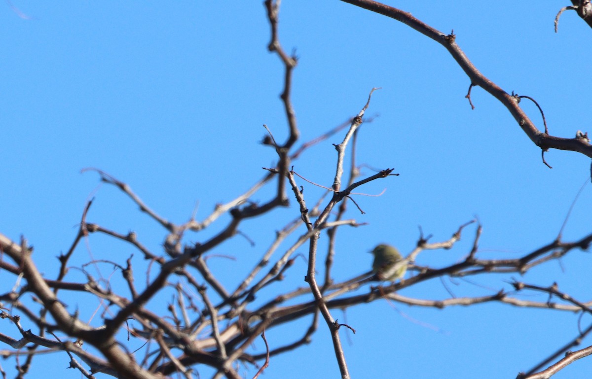 Рыжешапочная древесница - ML646647917