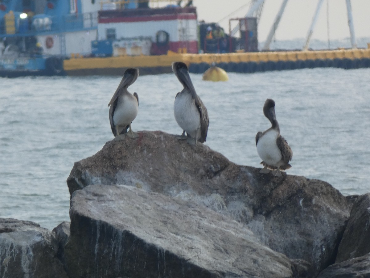 Brown Pelican - ML646647919