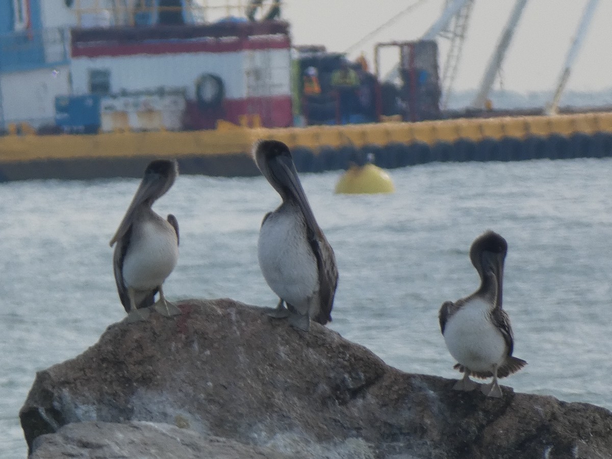 Бурый пеликан - ML646647920