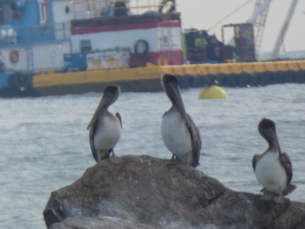 Бурый пеликан - ML646647921