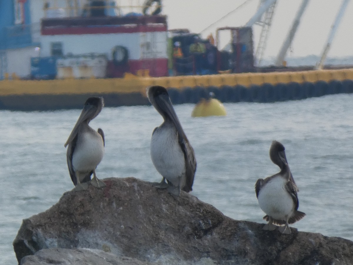 Бурый пеликан - ML646647922