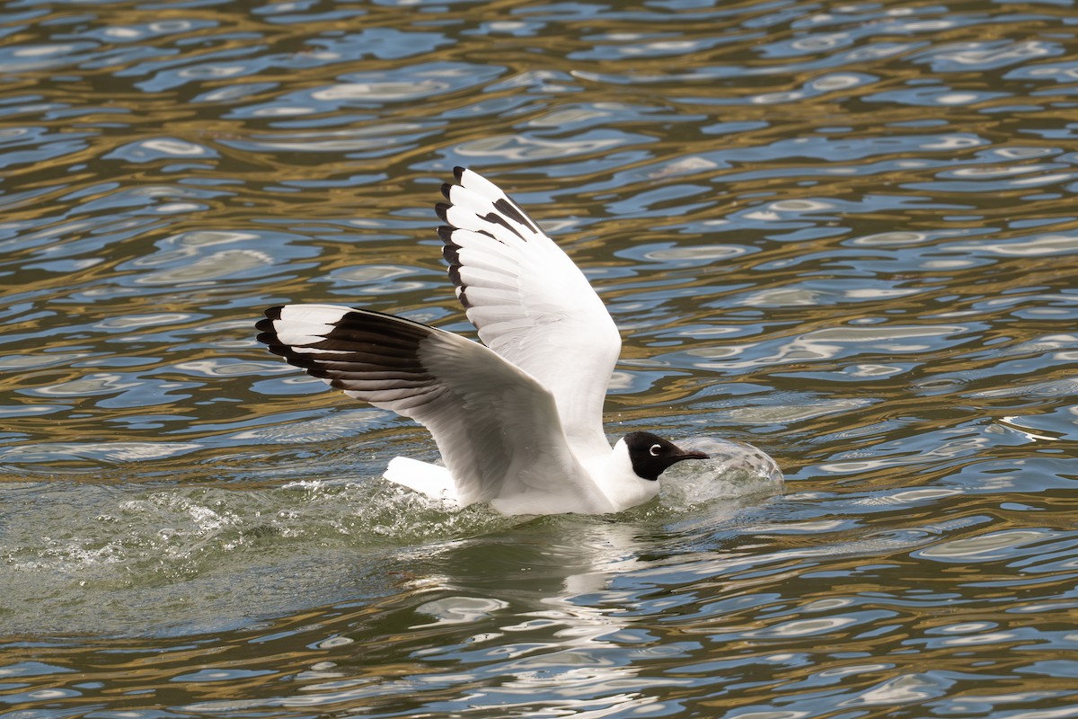 Andean Gull - ML646647925