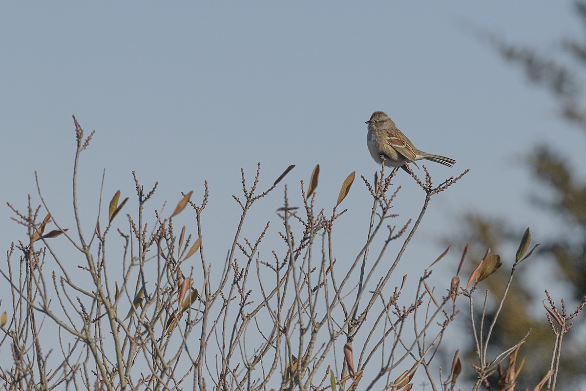 American Tree Sparrow - ML646647926