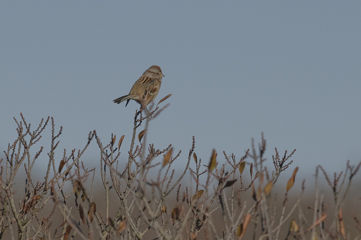 American Tree Sparrow - ML646647927