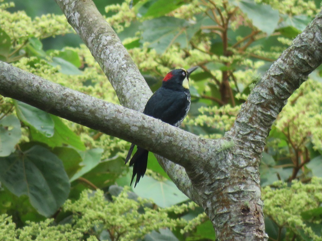 Желудёвый дятел - ML646647929