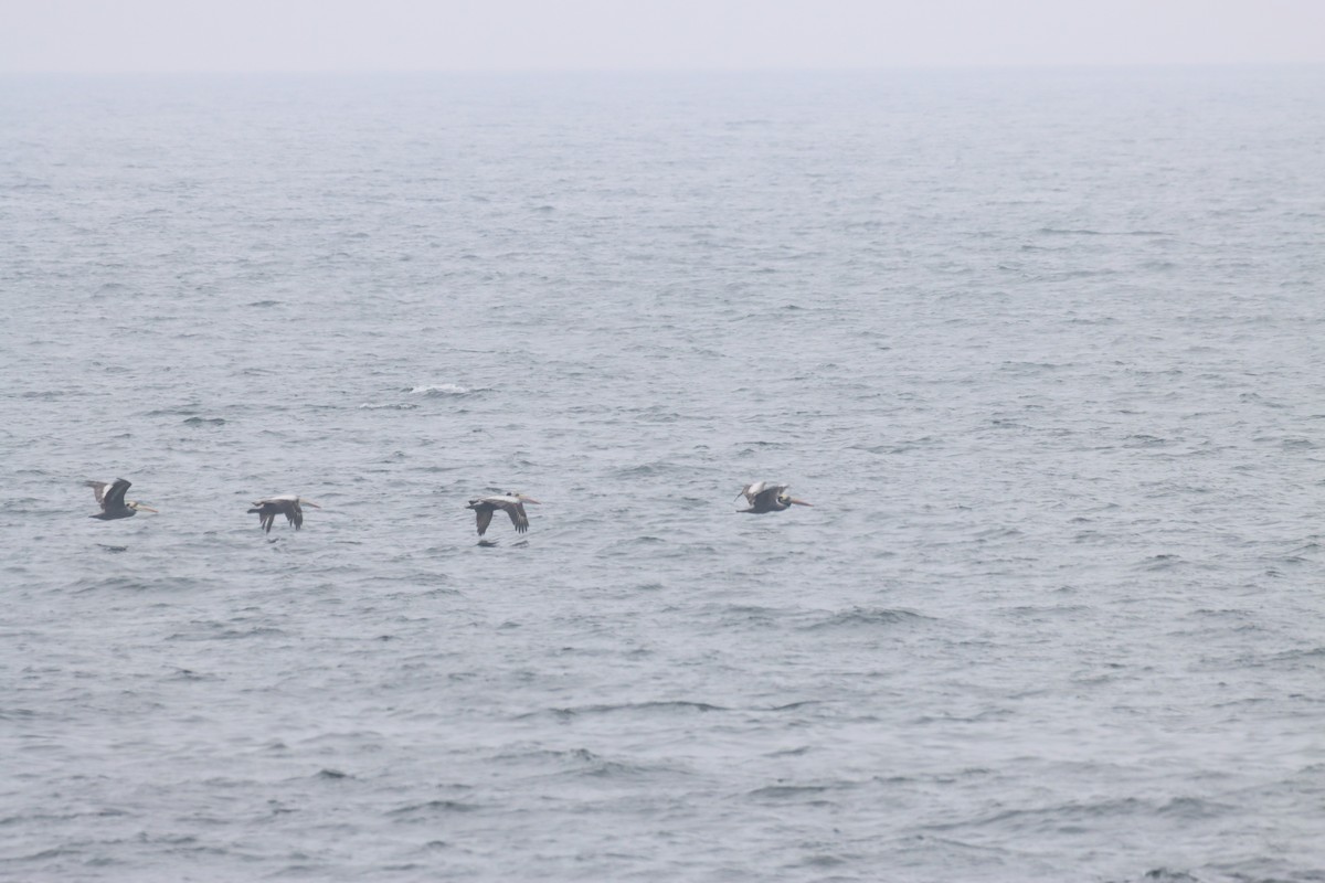 Перуанский пеликан - ML646647932