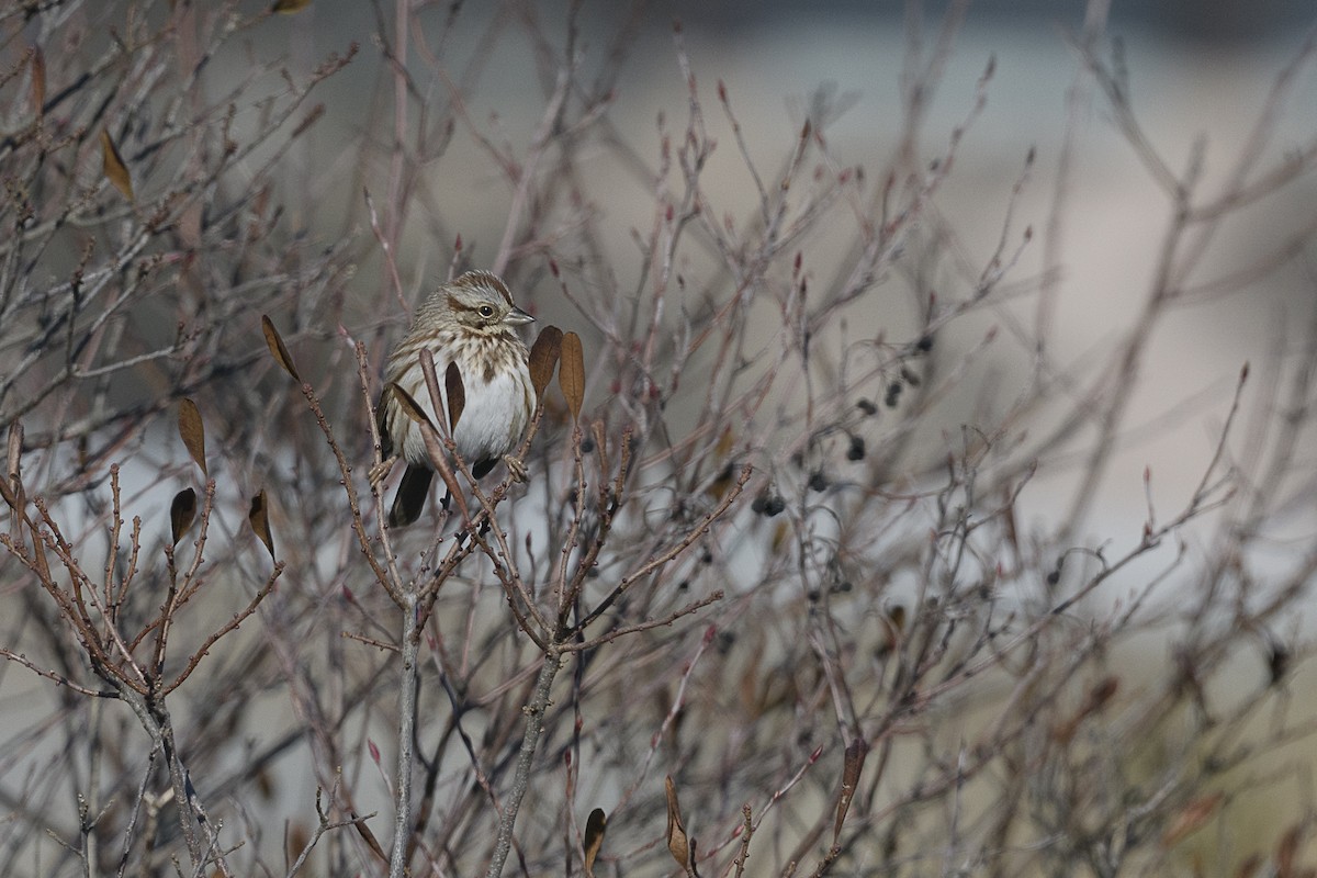 Song Sparrow - ML646647933