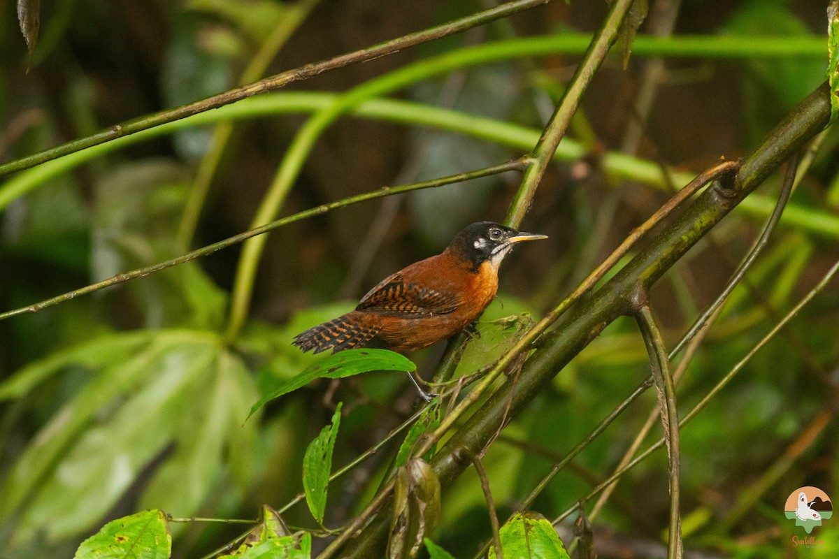 Черноголовый крапивник - ML646647934