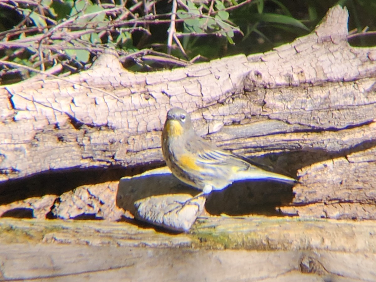 Миртовый певун - ML646647936