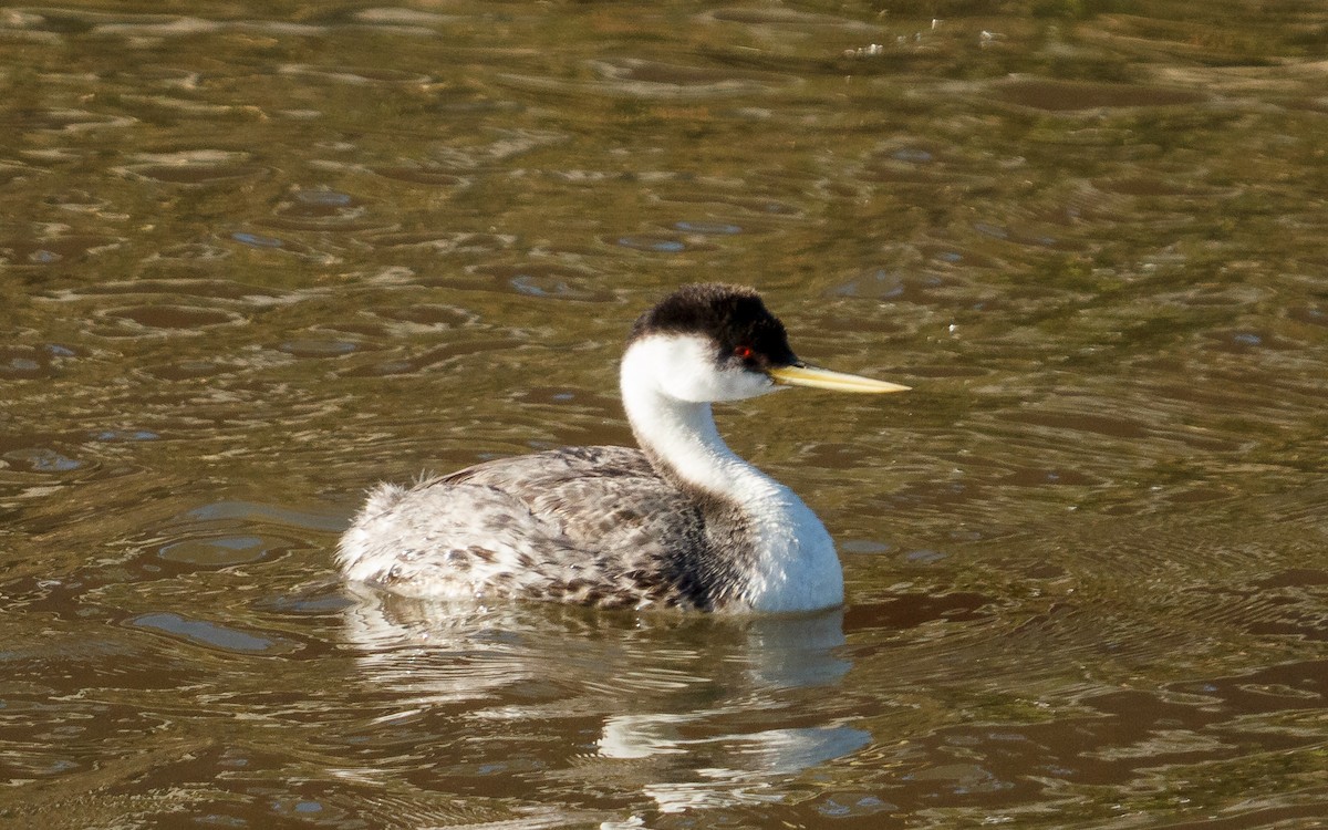 Западная поганка - ML646647938