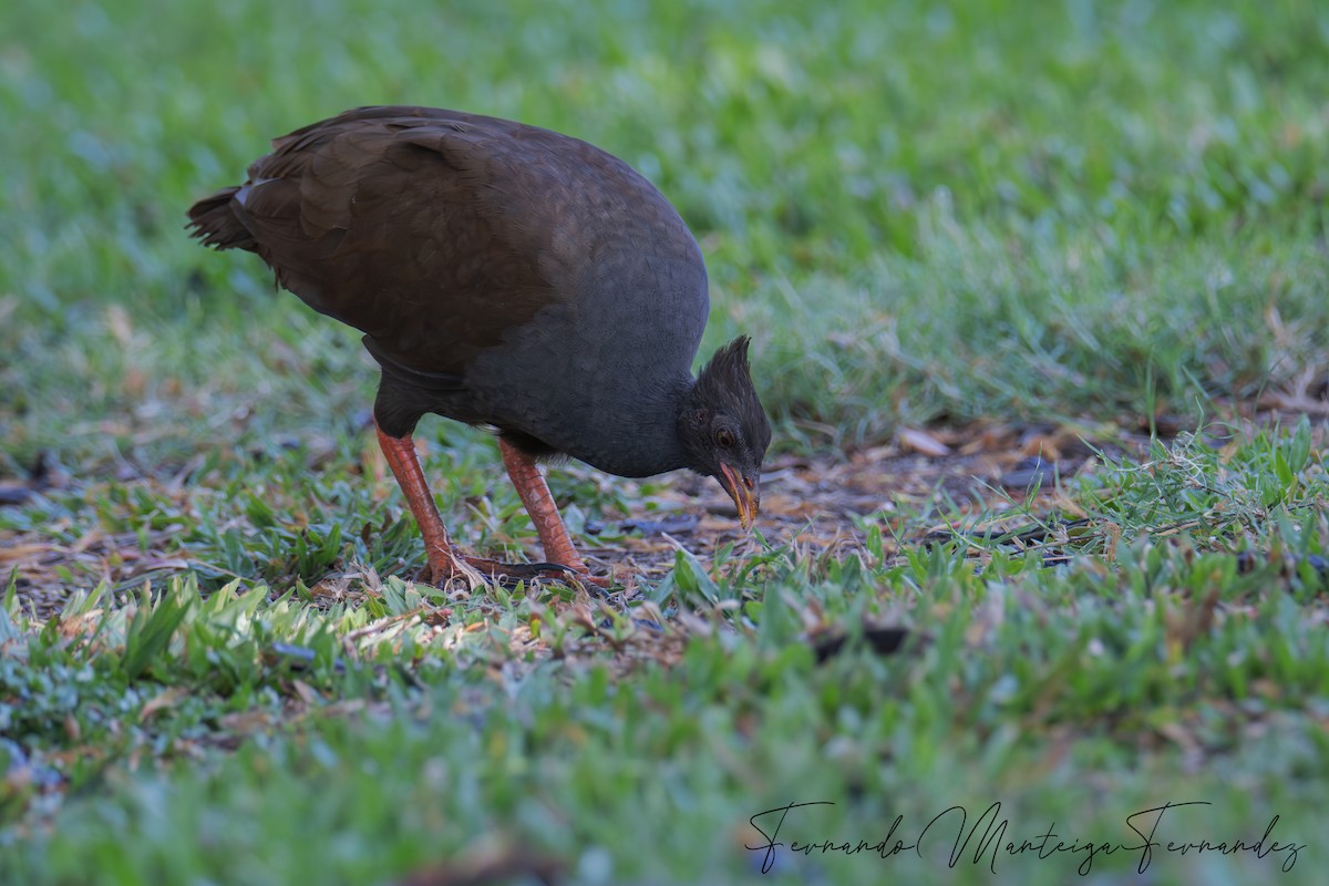 Orange-footed Megapode - ML646647939