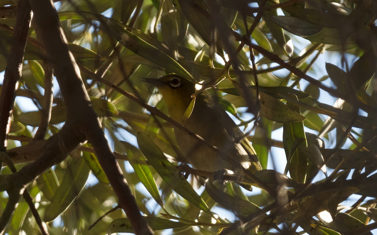 Китайская белоглазка - ML646647940