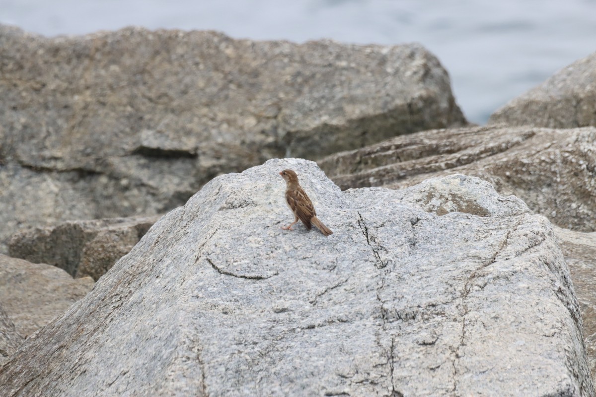 Домовый воробей - ML646647941