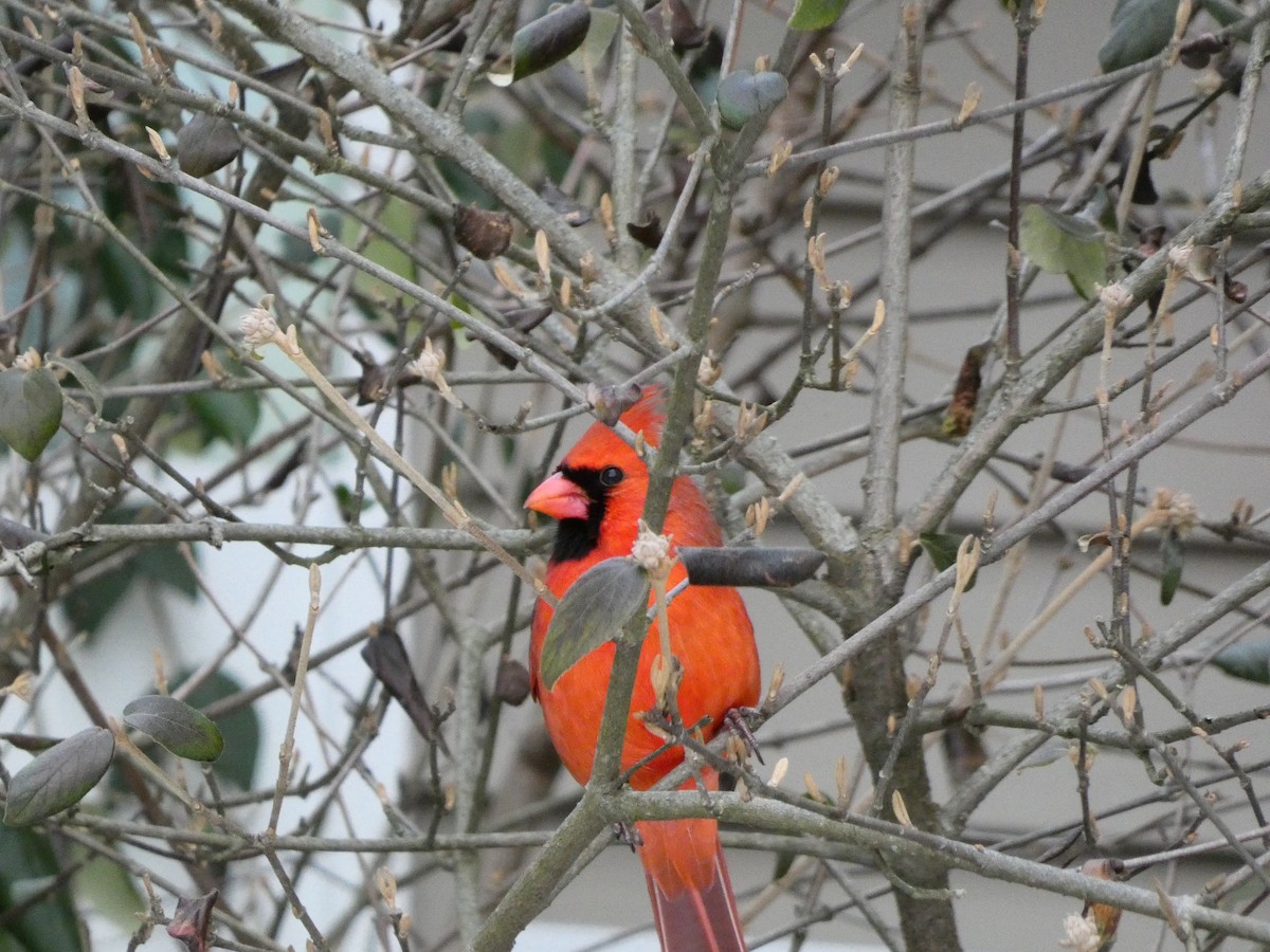 Красный кардинал - ML646647942