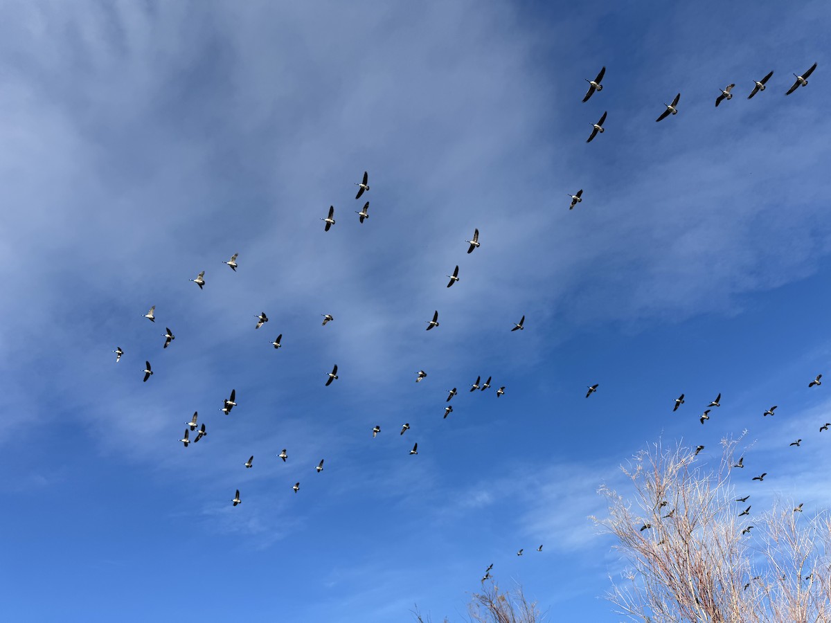 Канадская казарка - ML646647943