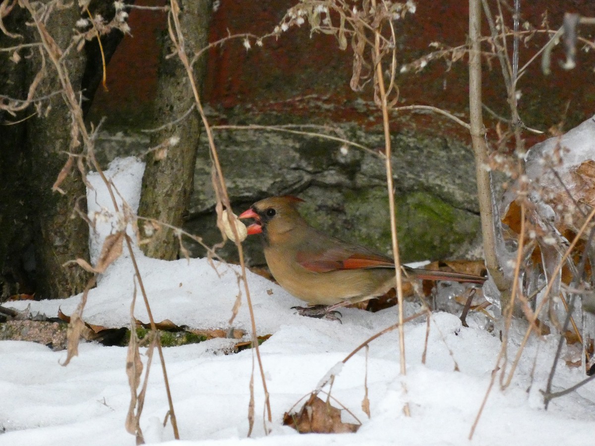 Красный кардинал - ML646647946