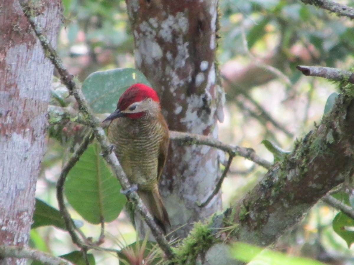 Рубиновоусый дятел - ML646647947