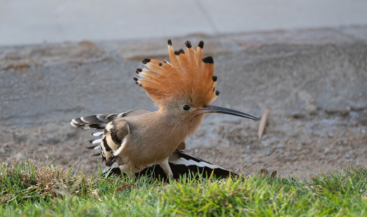 戴勝 - ML646647948