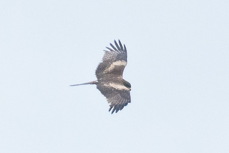 Чёрный коршун (Черноухий) - ML646647950