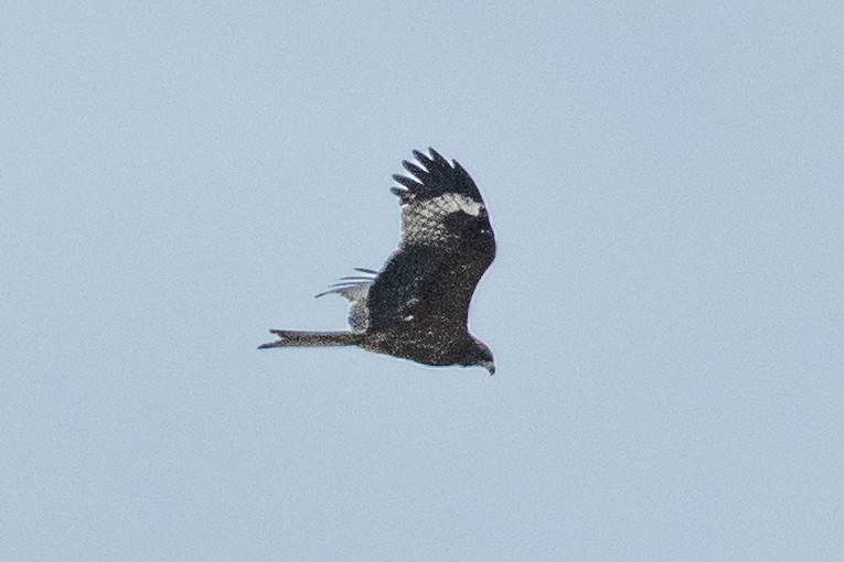 Чёрный коршун (Черноухий) - ML646647951