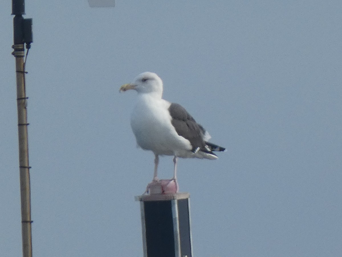 Морская чайка - ML646647952