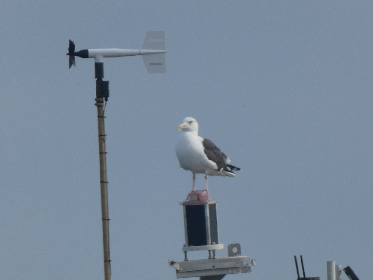 Great Black-backed Gull - ML646647953