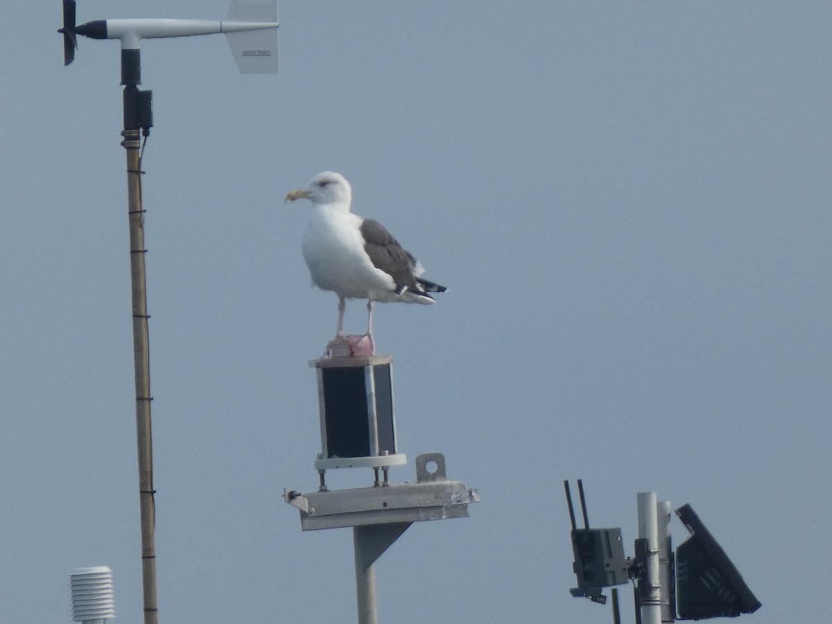 Great Black-backed Gull - ML646647954