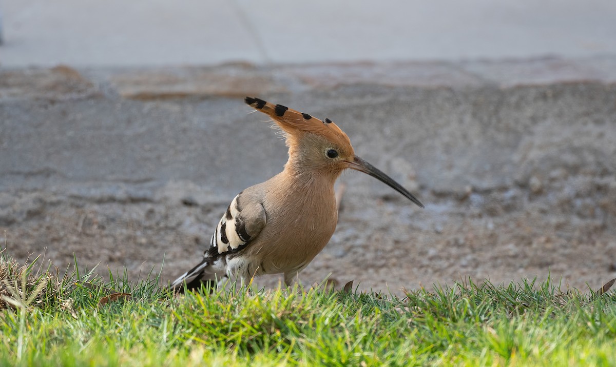 戴勝 - ML646647955