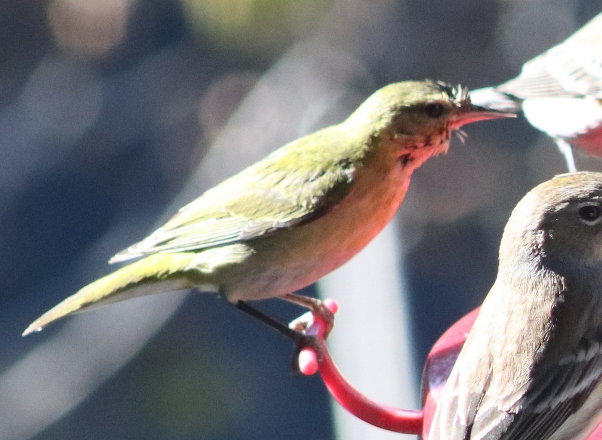 Tennessee Warbler - ML646647957