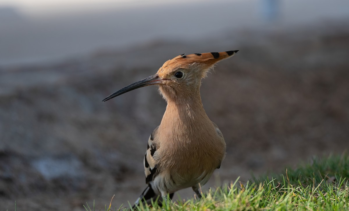 戴勝 - ML646647960