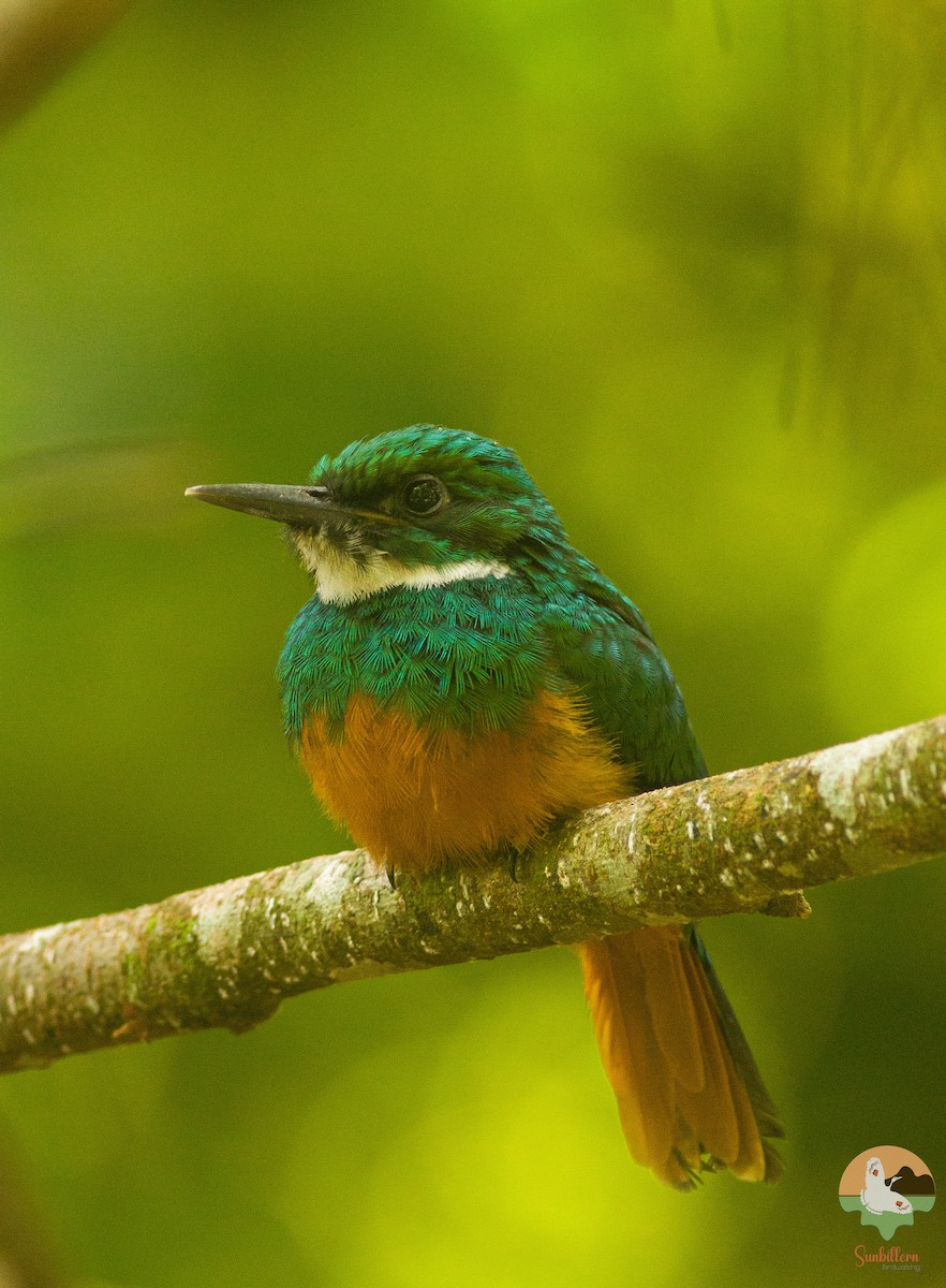 Rufous-tailed Jacamar - ML646647961