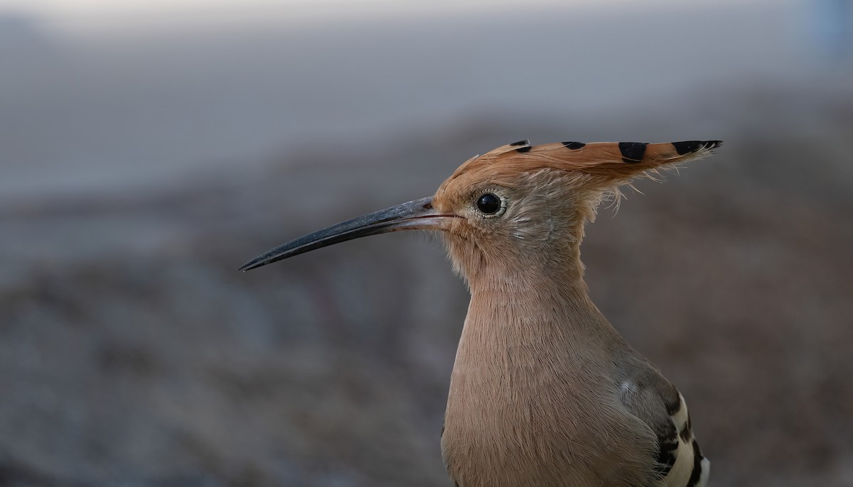 戴勝 - ML646647962