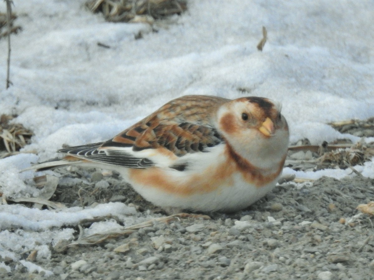 Escribano Nival - ML646647963