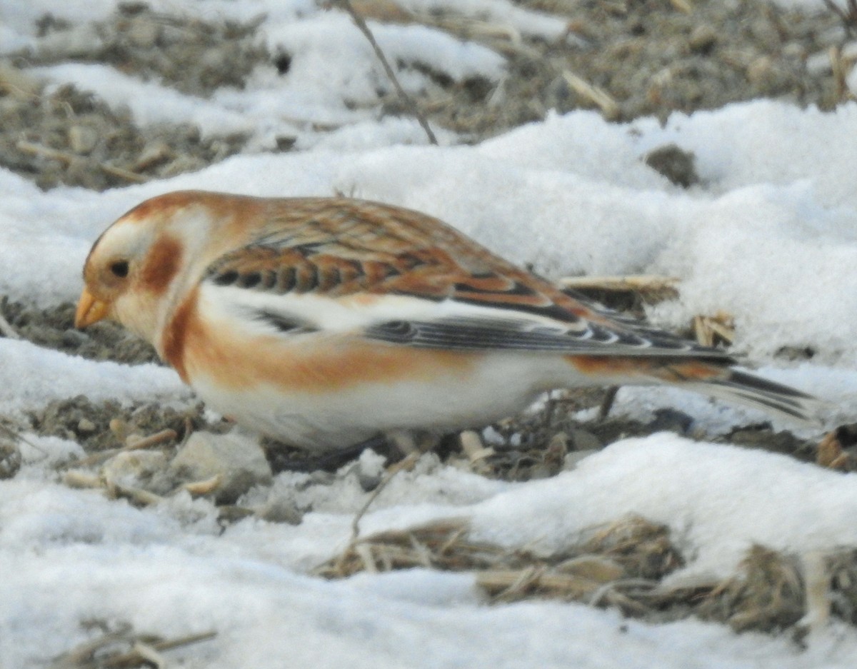 Escribano Nival - ML646647968