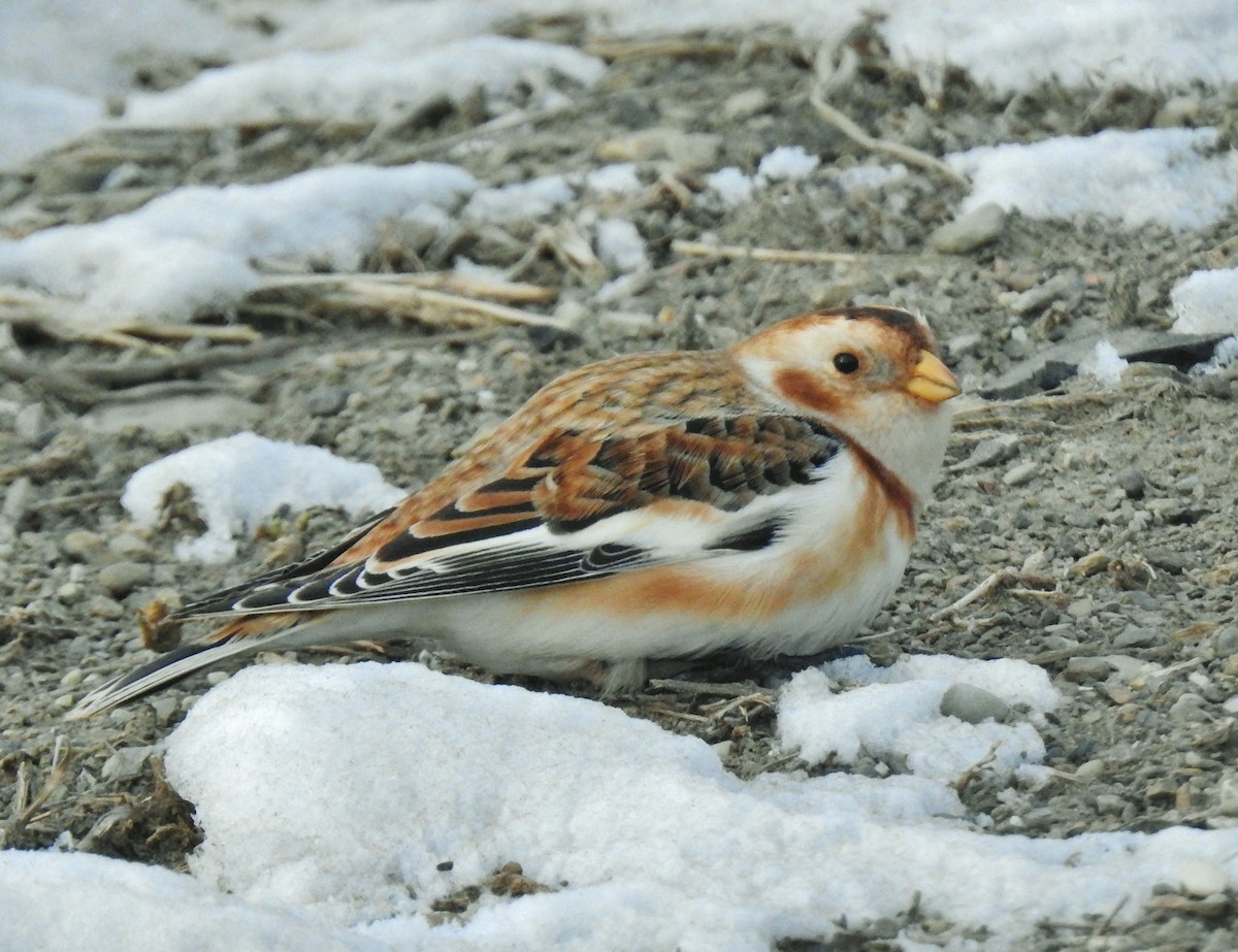 Escribano Nival - ML646647969