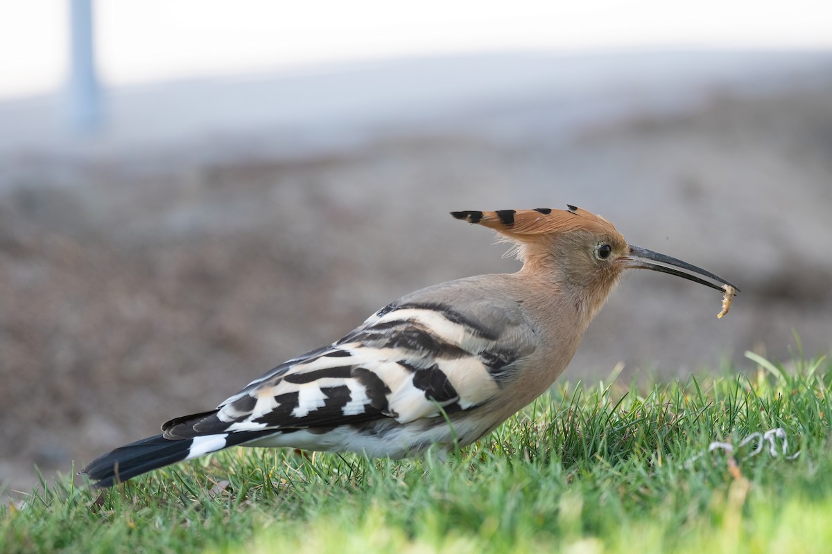 戴勝 - ML646647970