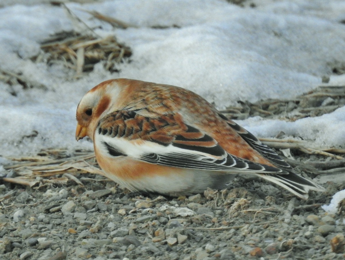 Escribano Nival - ML646647971