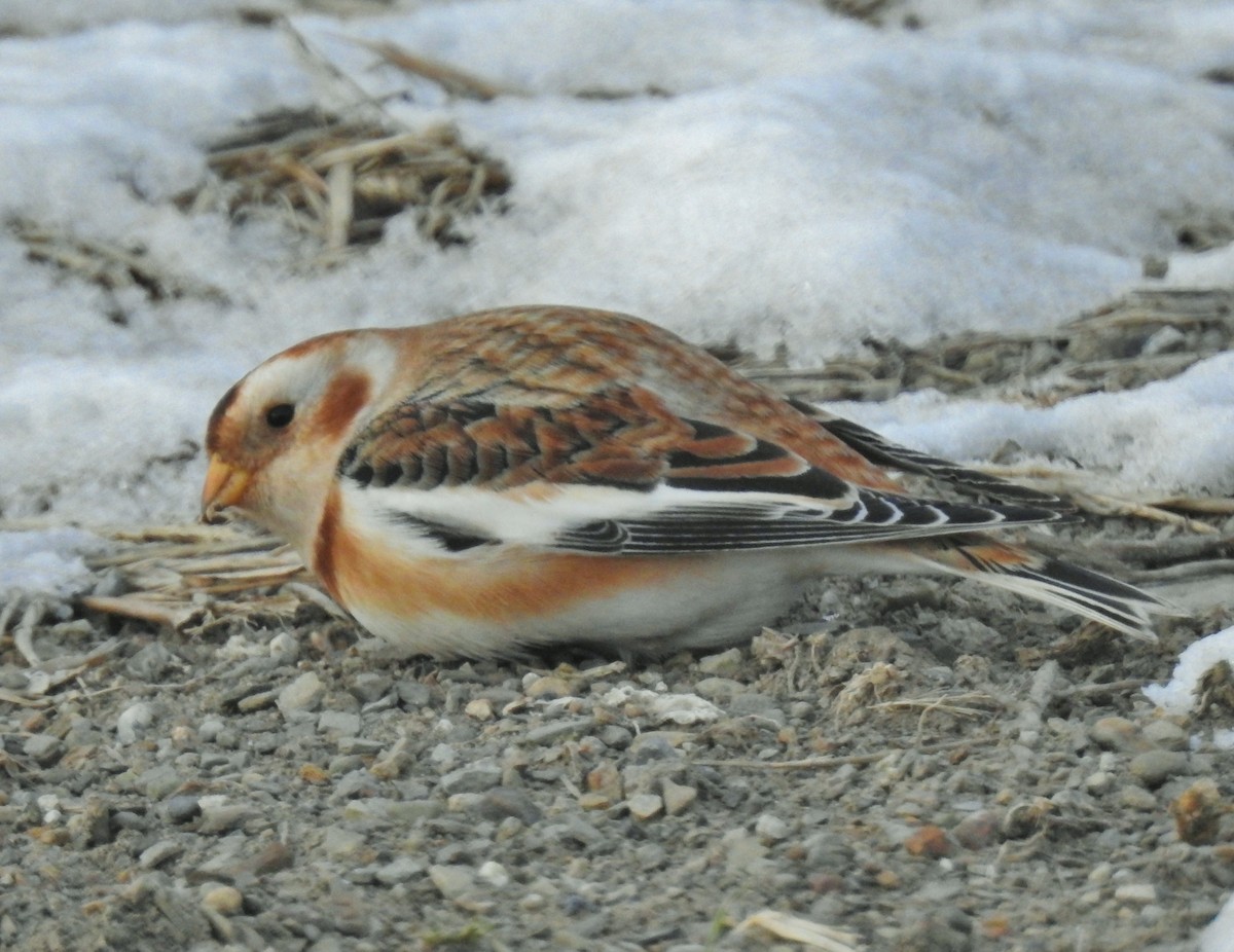 Escribano Nival - ML646647972