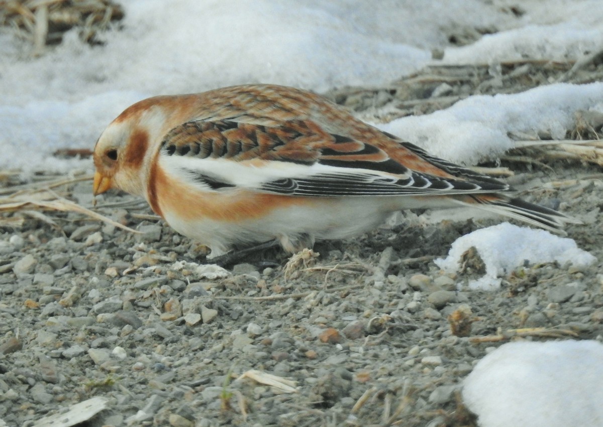 Escribano Nival - ML646647973