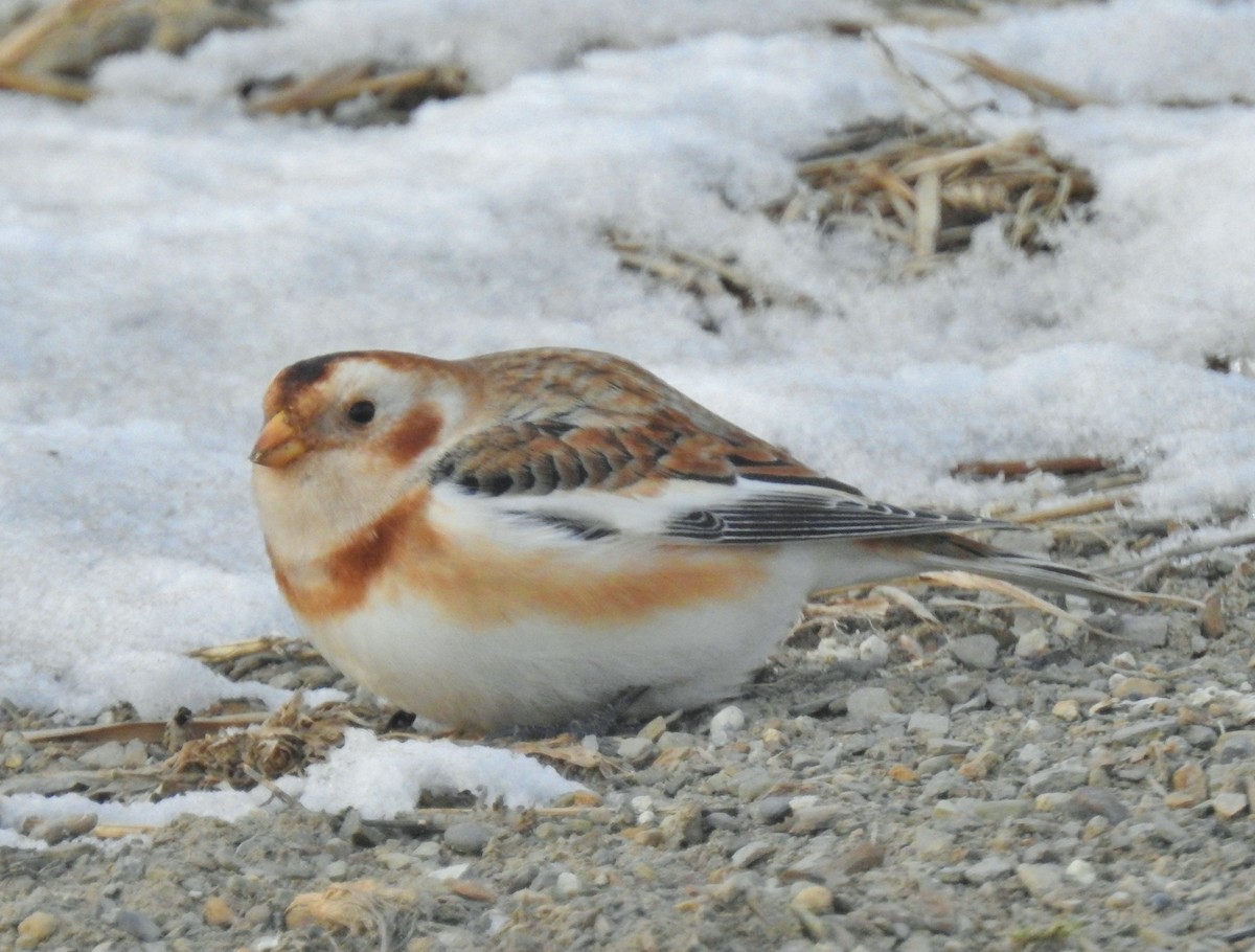 Escribano Nival - ML646647974