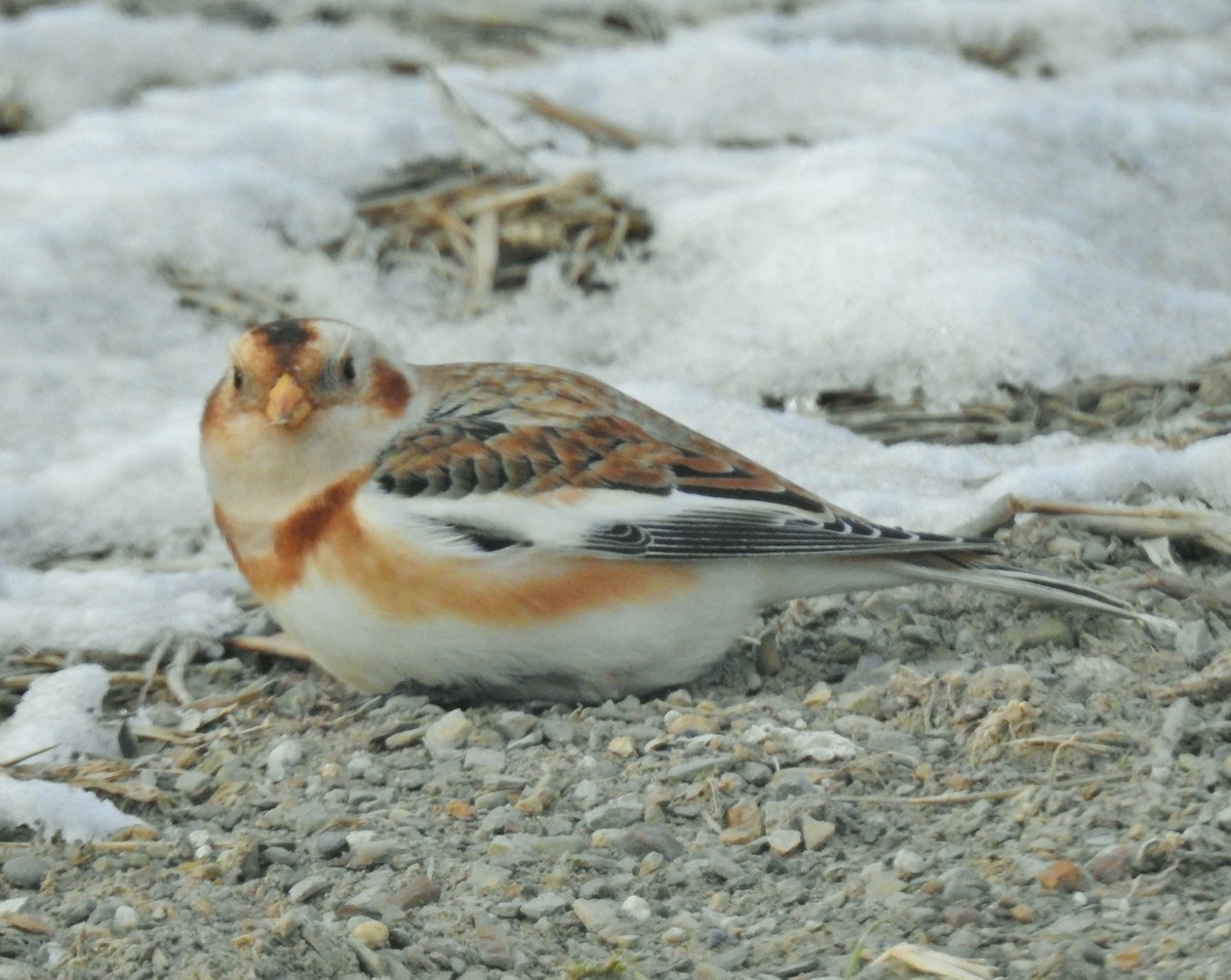 Escribano Nival - ML646647976