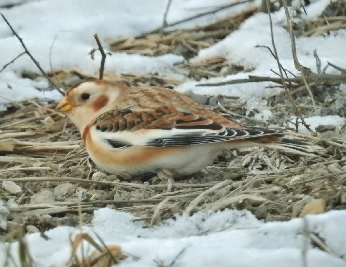 Escribano Nival - ML646647980