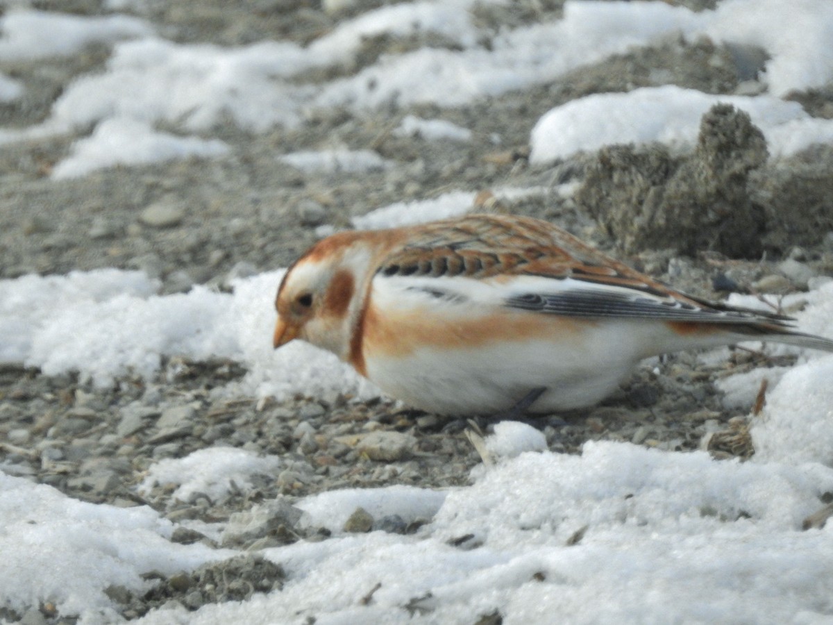 Escribano Nival - ML646647981