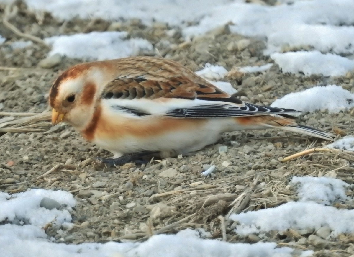 Escribano Nival - ML646647982