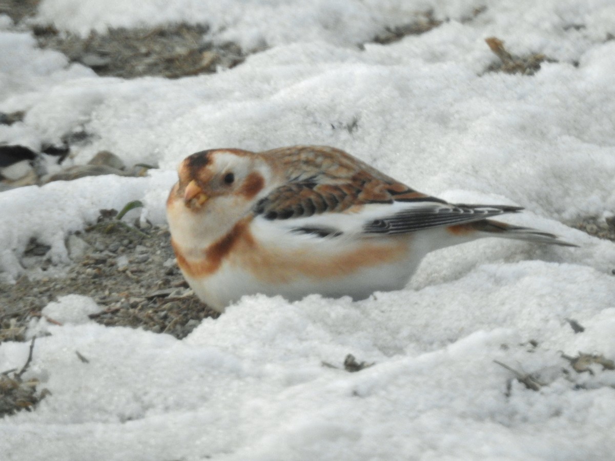 Escribano Nival - ML646647983