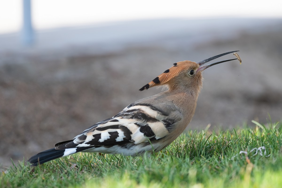 戴勝 - ML646647986