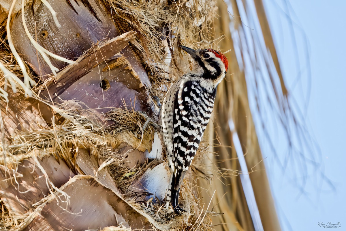 Ladder-backed Woodpecker - ML646647989
